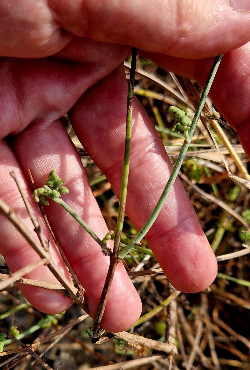 Lavandula dhofarensis bark