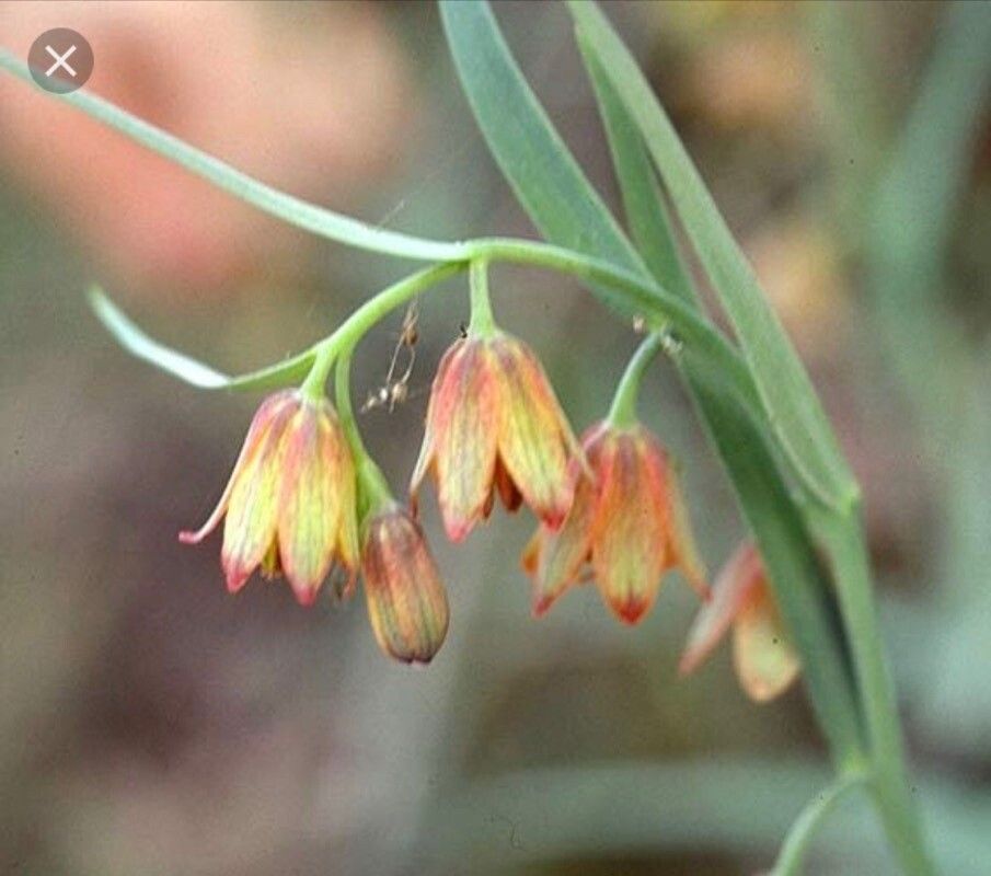 Fritillaria eastwoodiae — search result for 'Fritillaria'