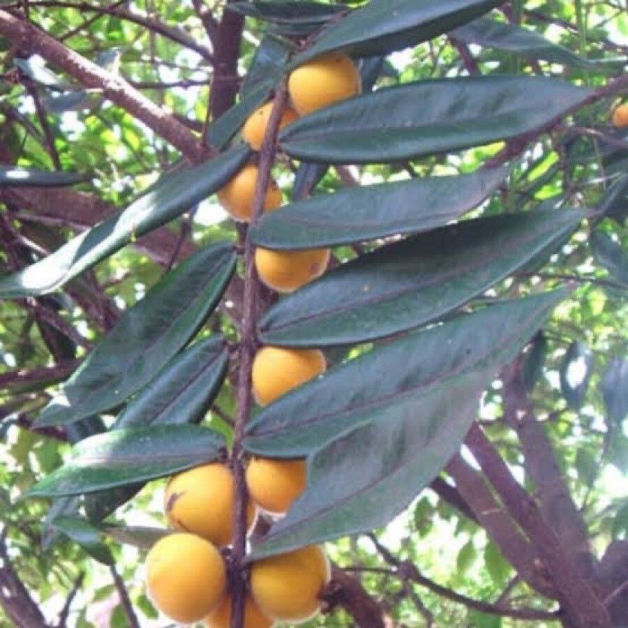 Myrciaria glazioviana fruit