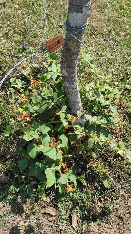 Solanum jamaicense — houseplant care guide