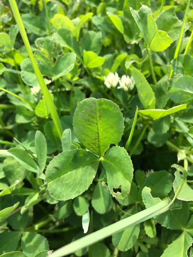 Trifolium michelianum leaf