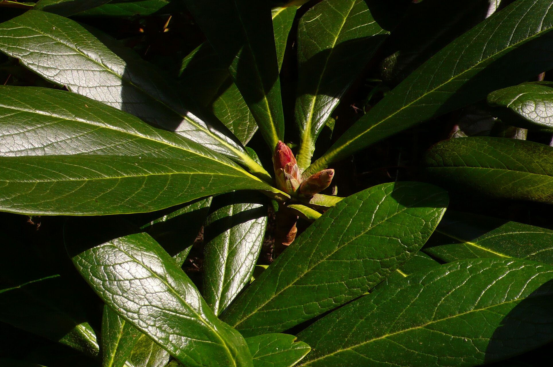 Rhododendron rothschildii leaf