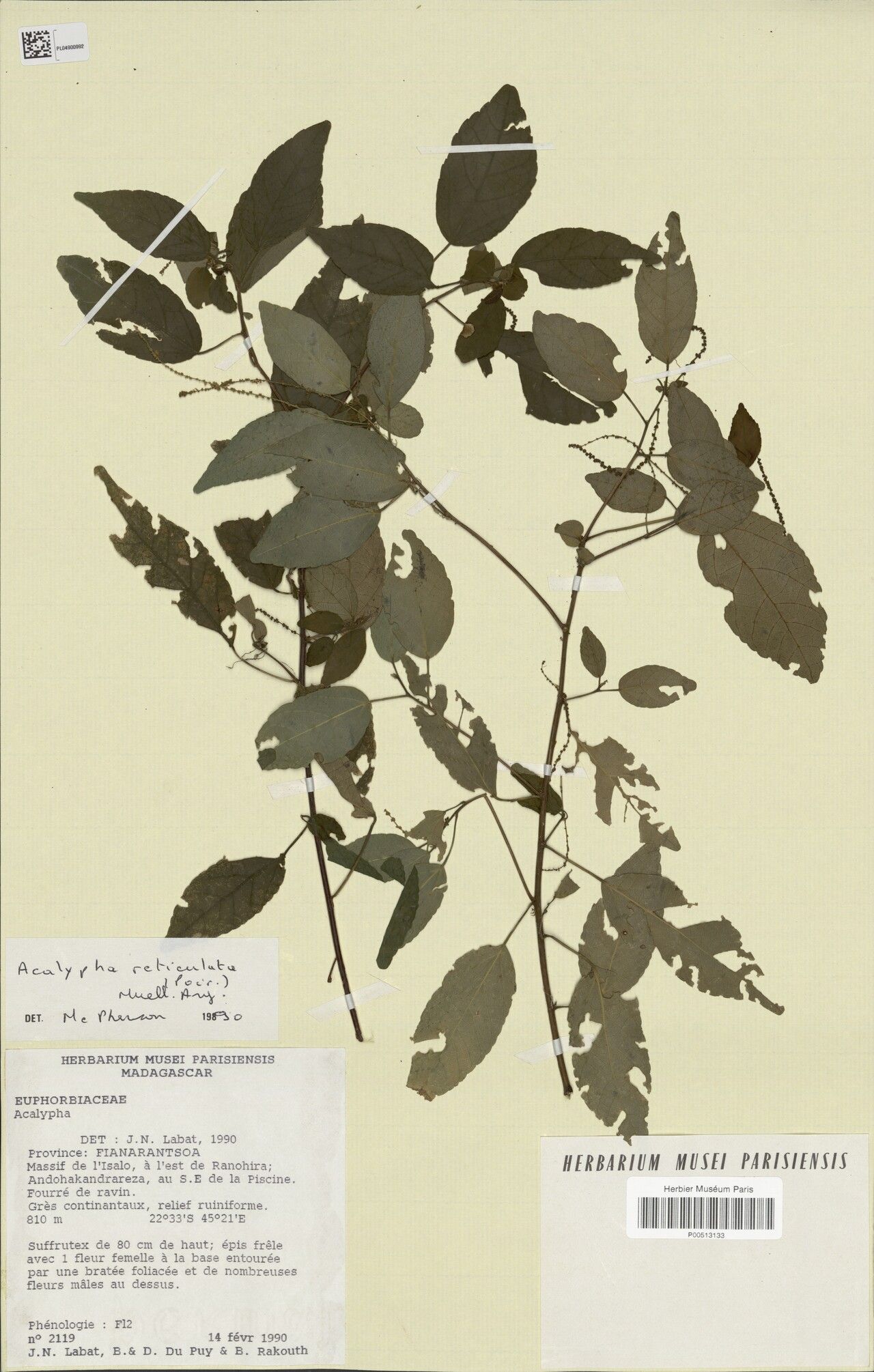 Acalypha isaloensis — houseplant care guide