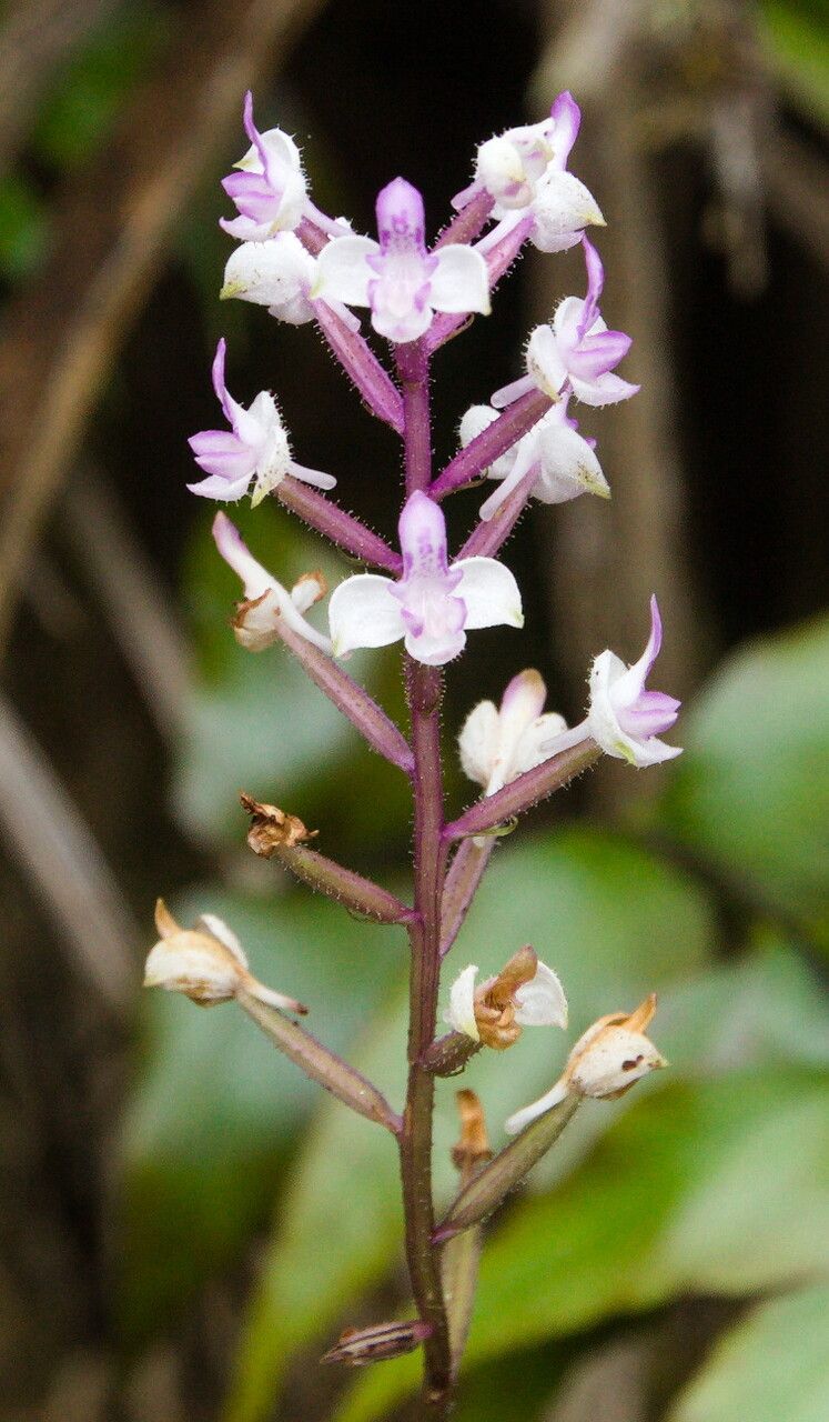 Cynorkis ridleyi flower