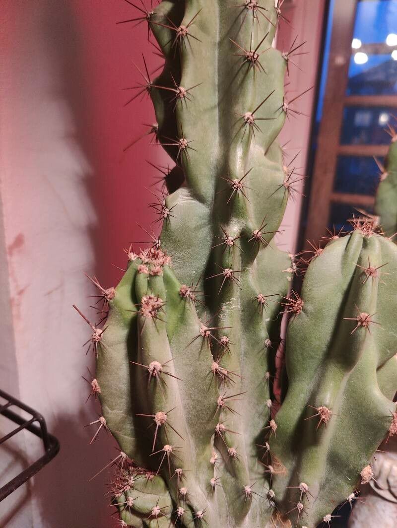 Trichocereus macrogonus fruit