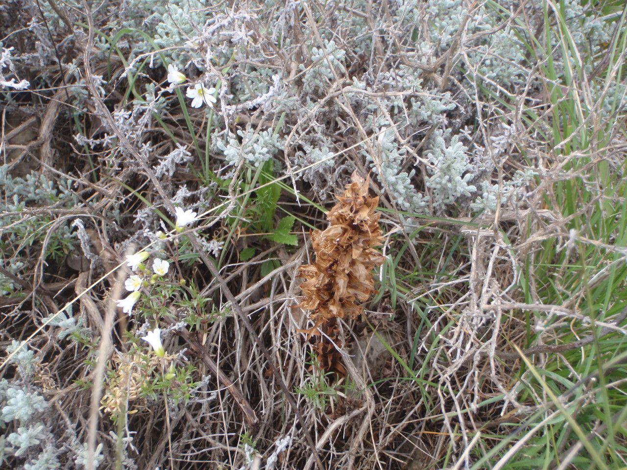 Orobanche santolinae habit