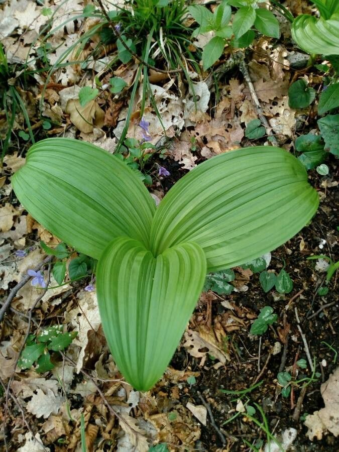 Veratrum viride leaf