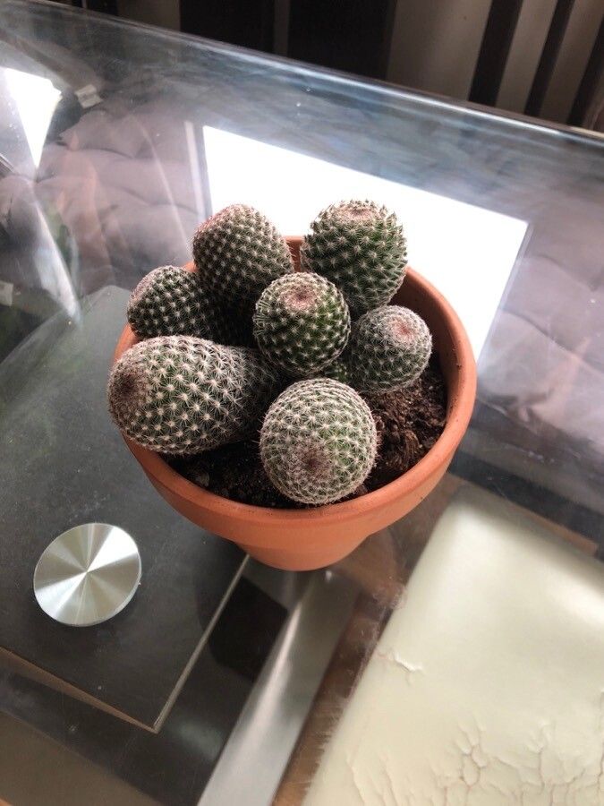 Rebutia heliosa bark