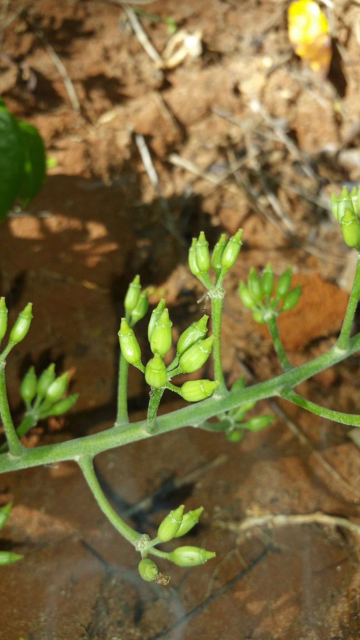 Polyscias boivinii fruit