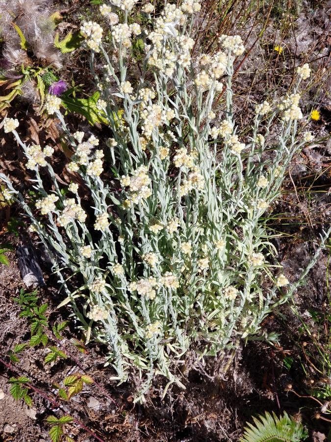 Gnaphalium exilifolium habit