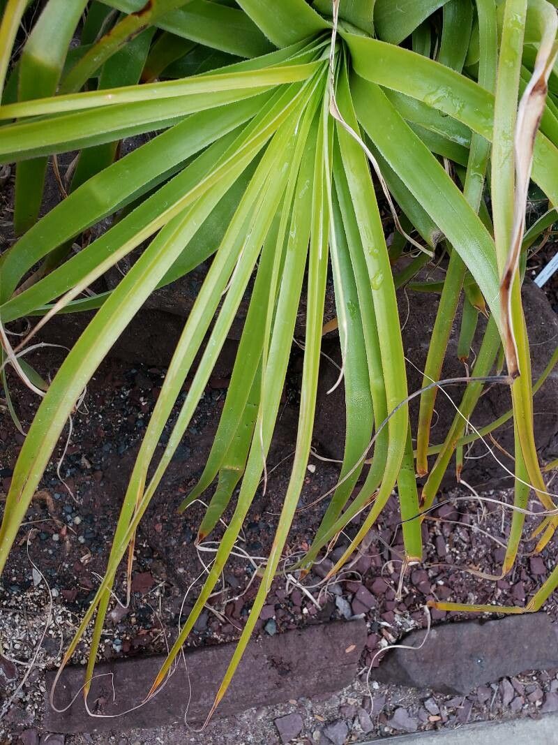 Hechtia caerulea — related species from the same genus