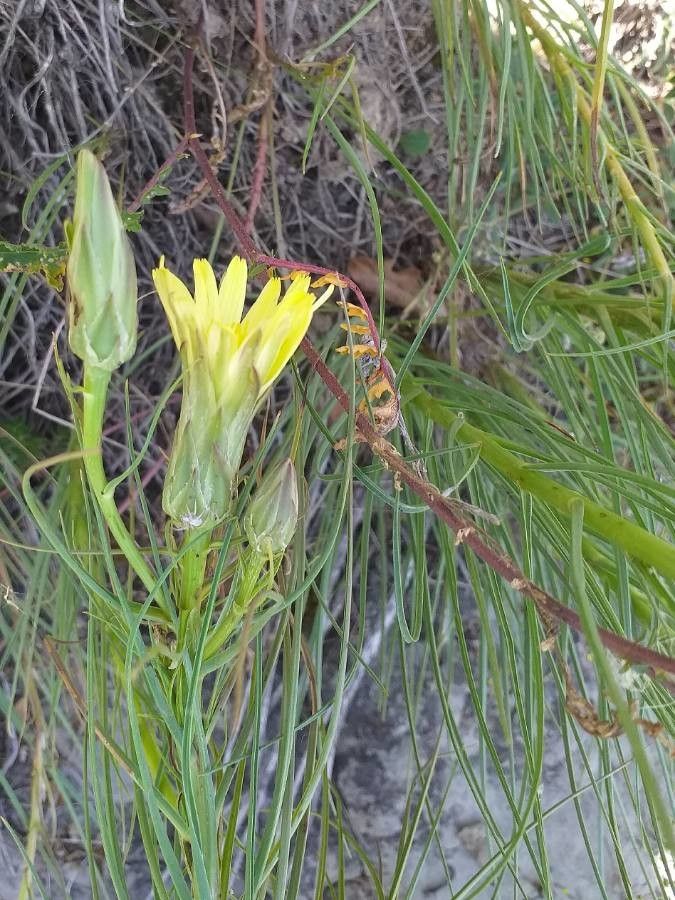Scorzonera hispanica leaf
