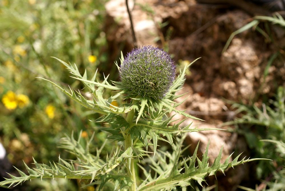 Echinops fontqueri — search result for 'Albania'