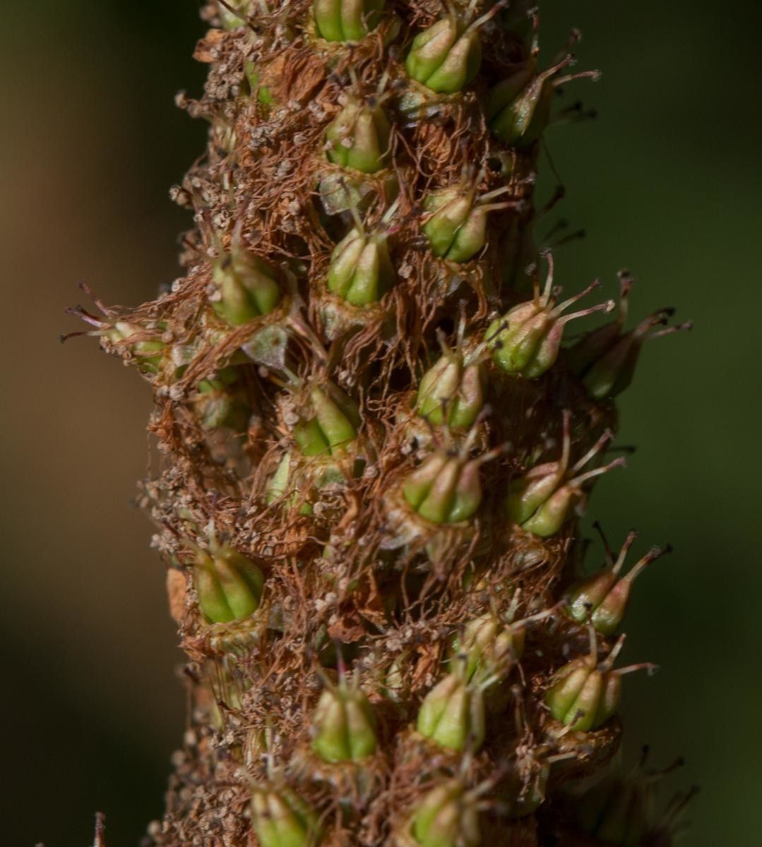 Spiraea x pseudosalicifolia fruit