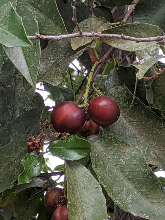 Prunus ilicifolia fruit