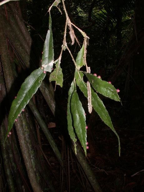 Pseudorhipsalis acuminata other