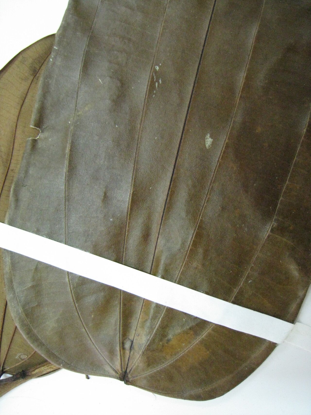 Bauhinia cinnamomea other