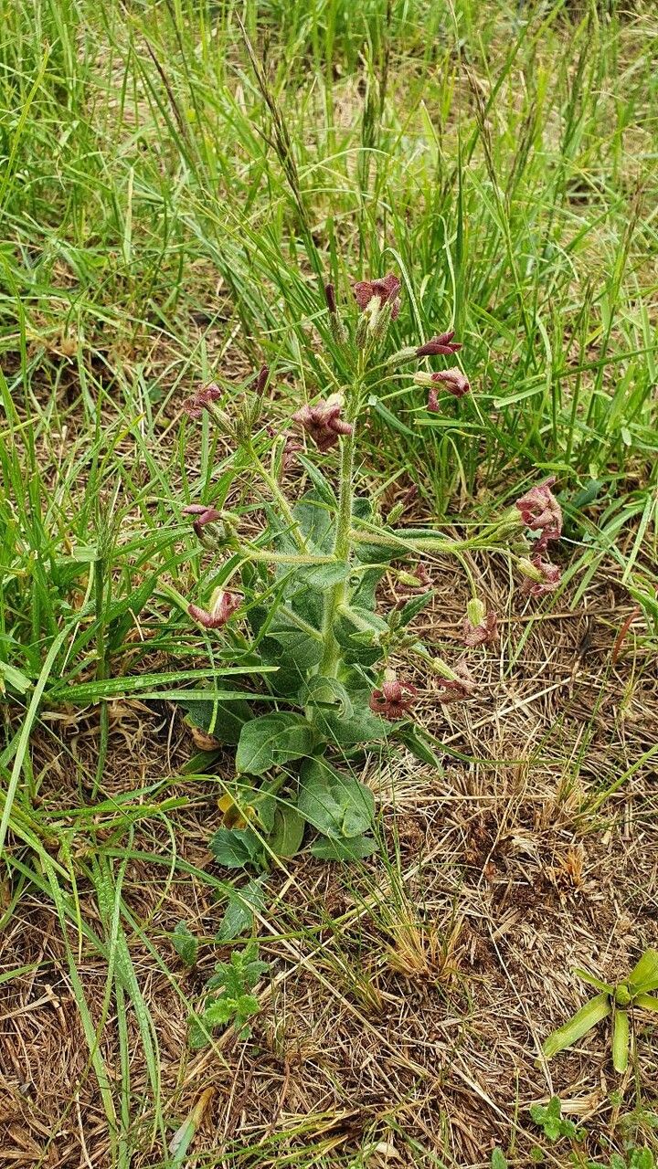 Hesperis tristis leaf
