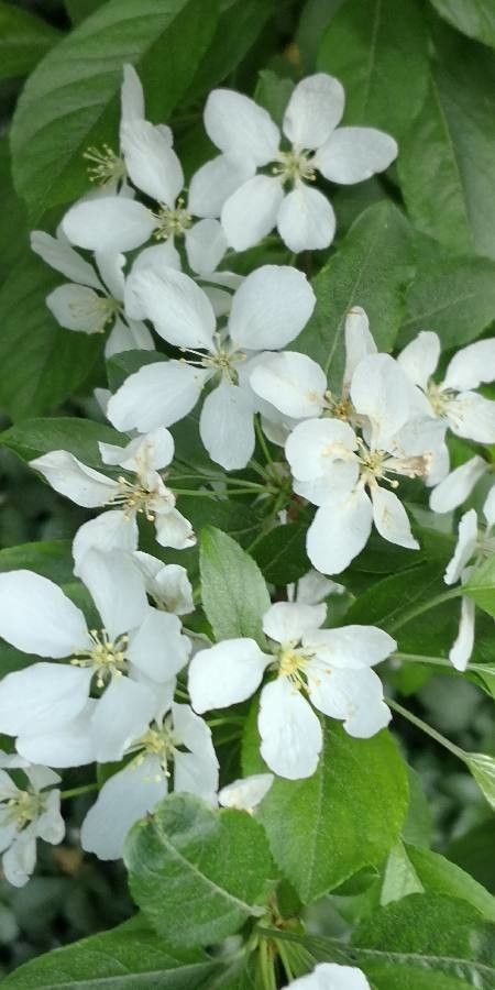 Malus spectabilis flower