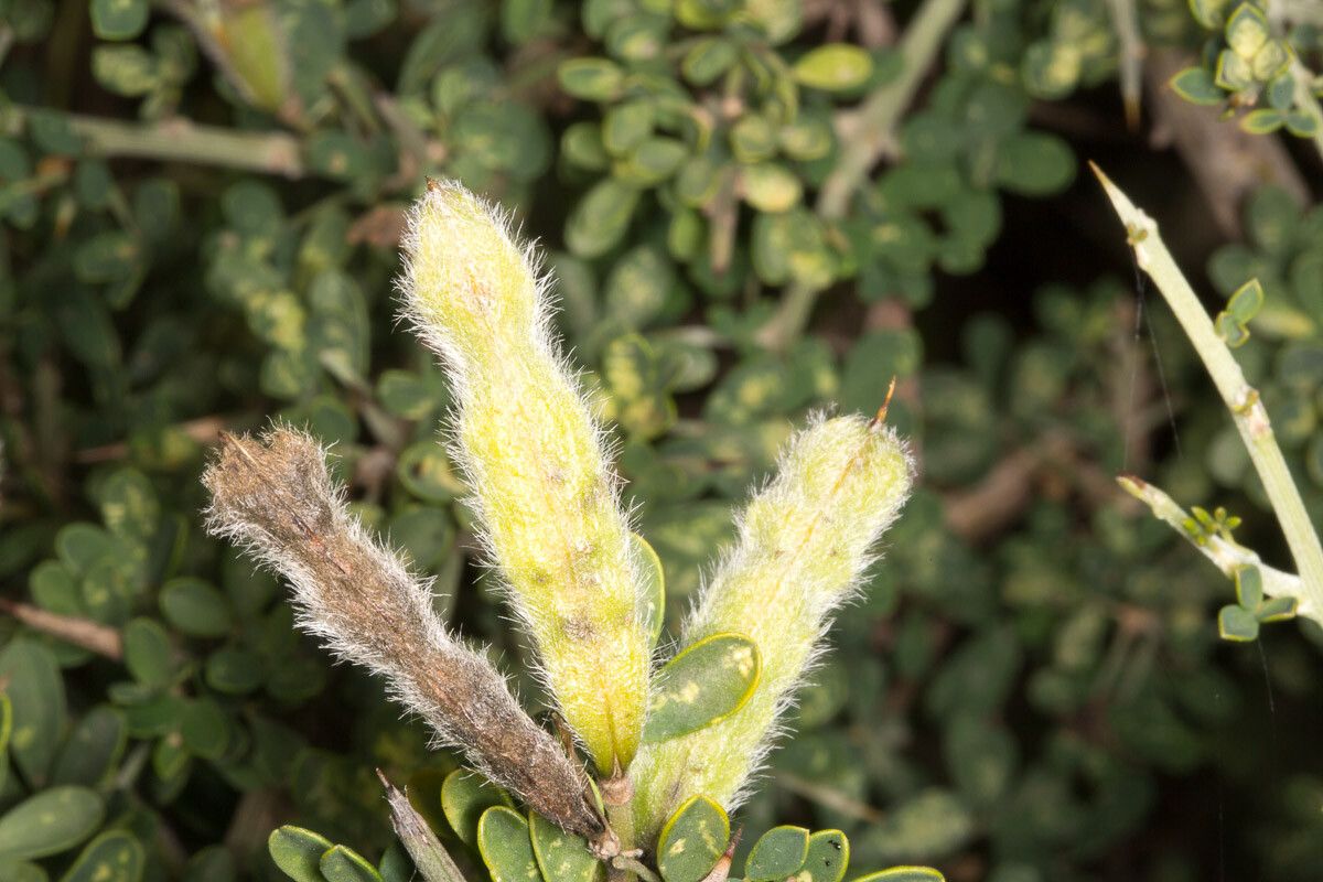 Calicotome villosa fruit