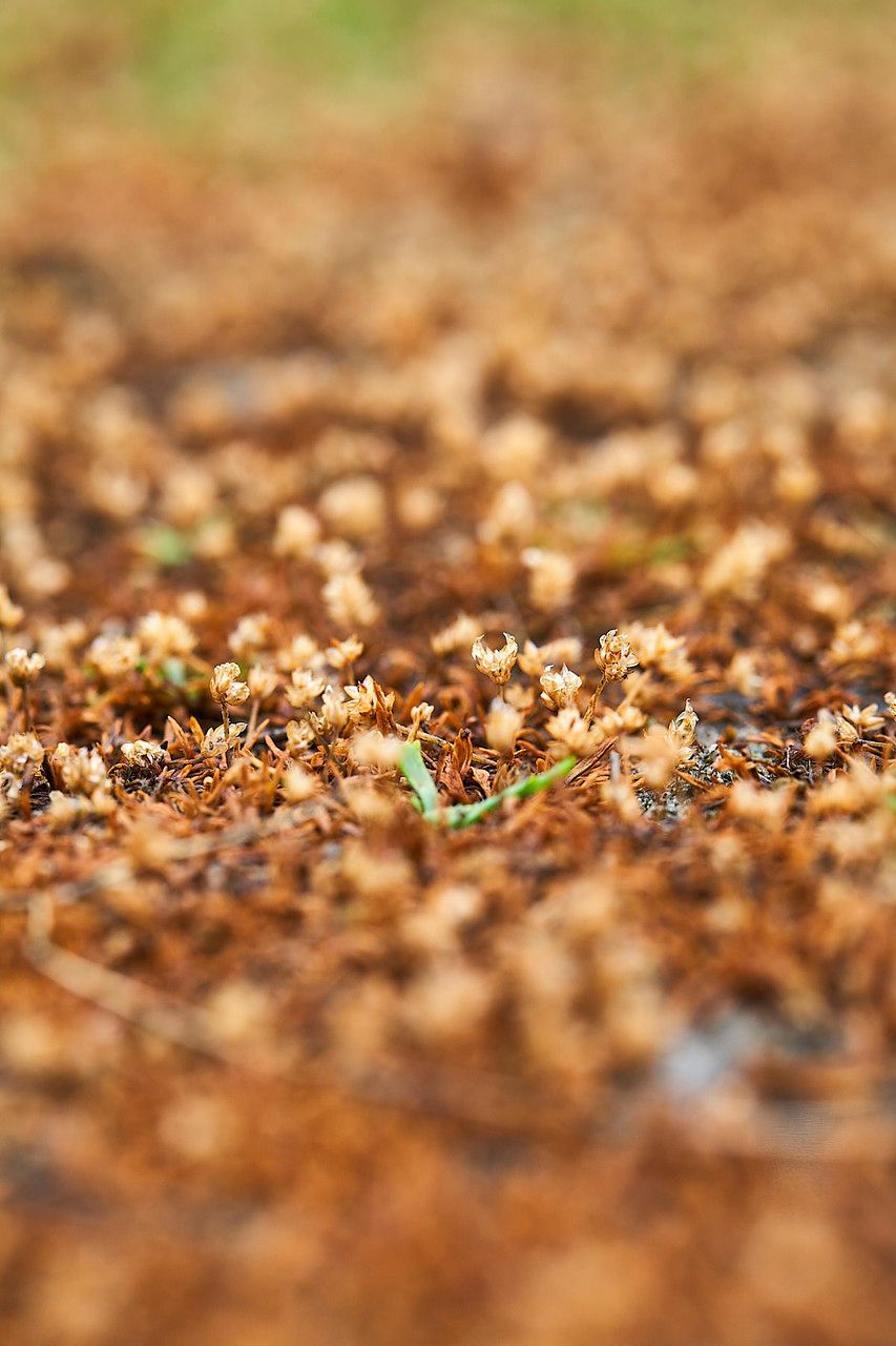 Elatine macropoda flower