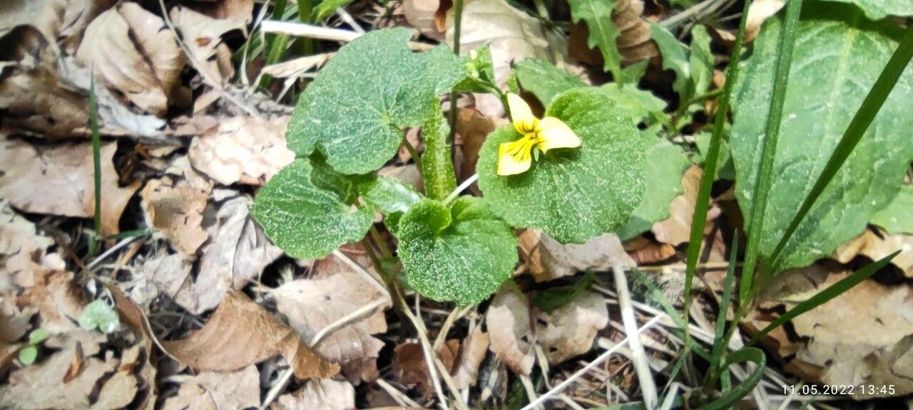 Viola Biflora leaf