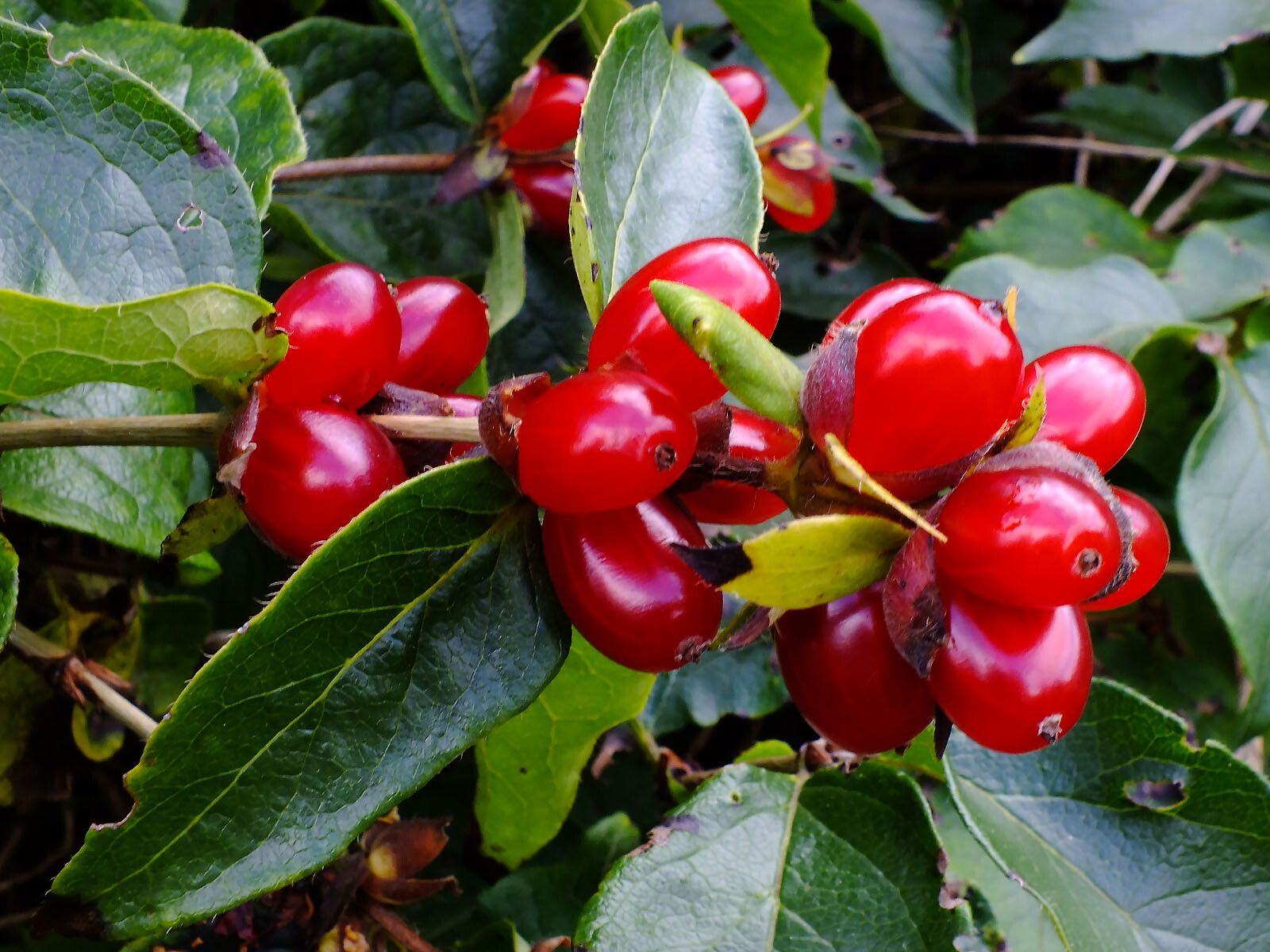 Lonicera hirsuta fruit