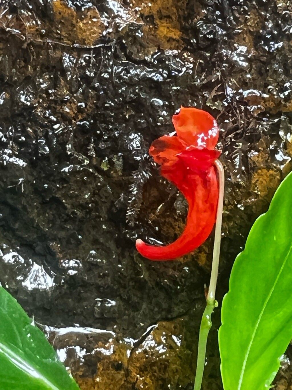Impatiens manteroana flower