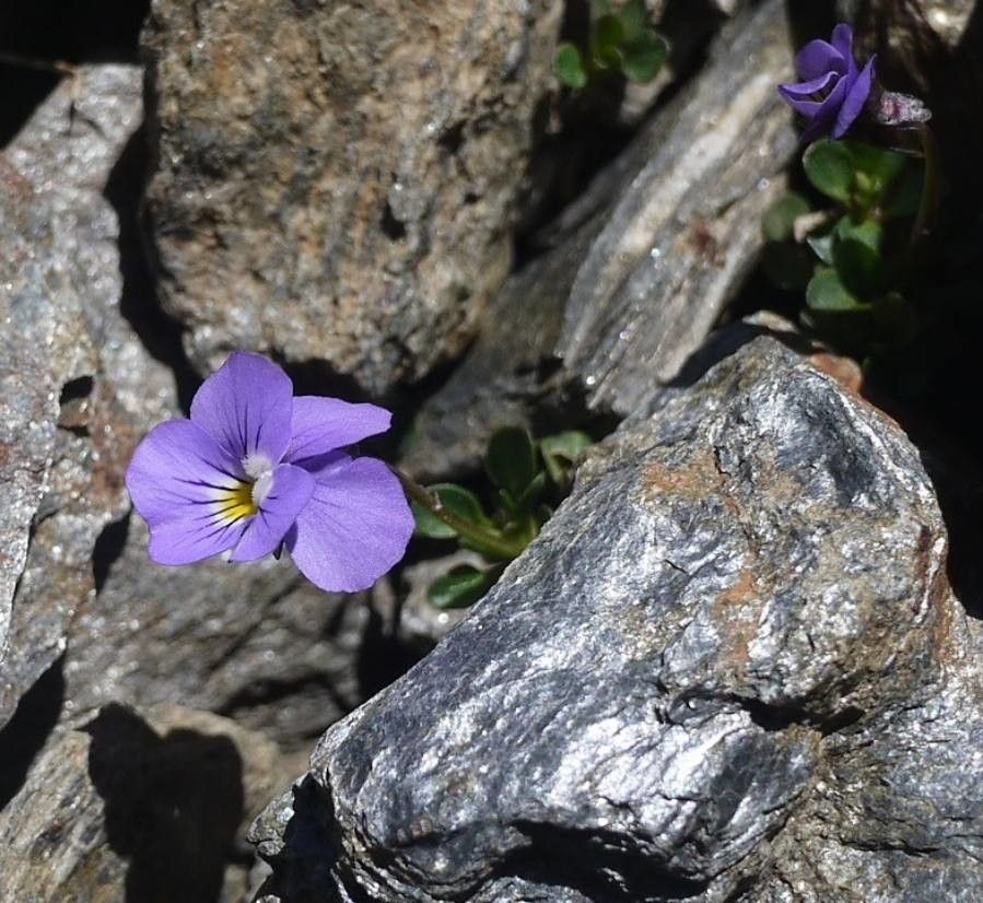 Viola crassiuscula — search result for 'Viola'