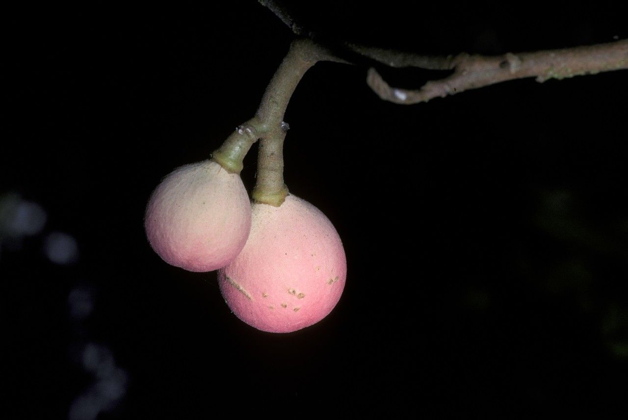 Aglaia lawii — related species from the same genus