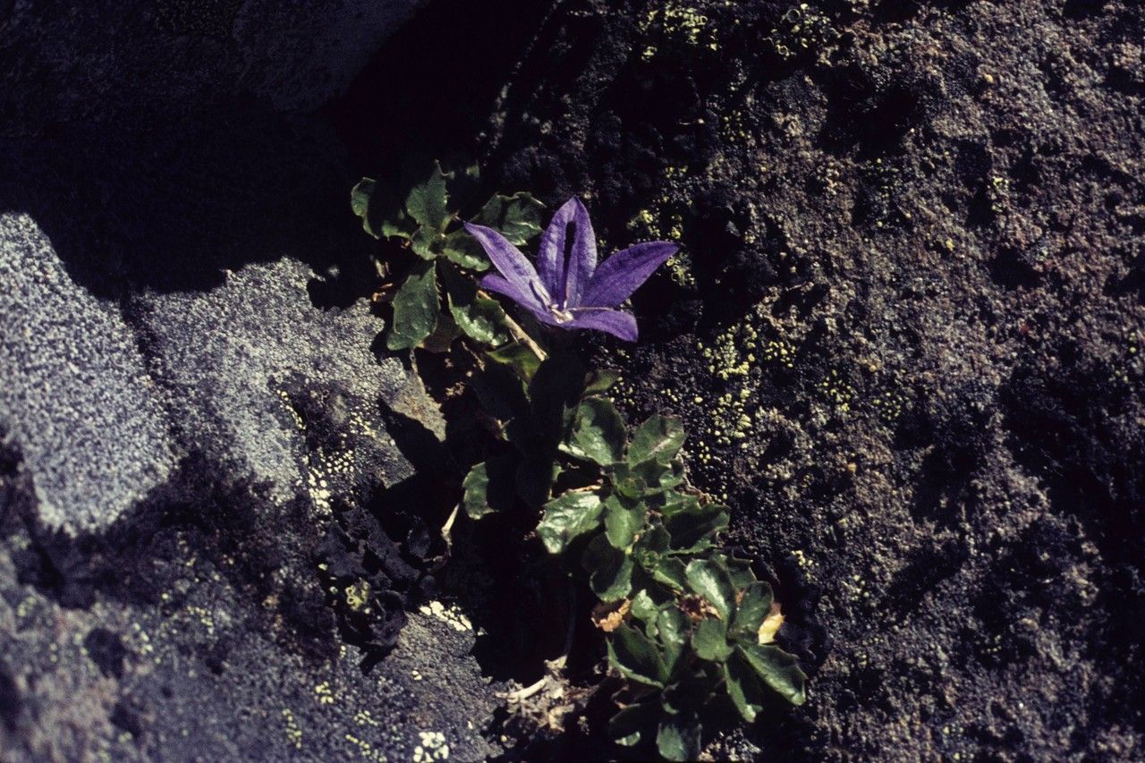 Campanula piperi habit