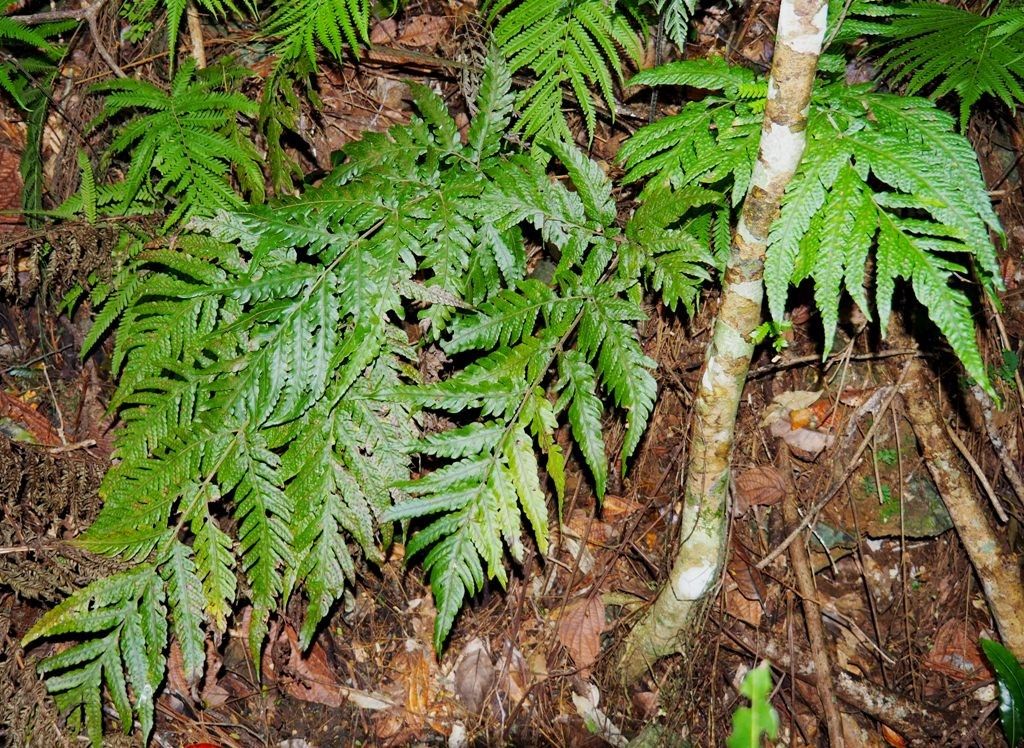 Tectaria pseudosinuata habit