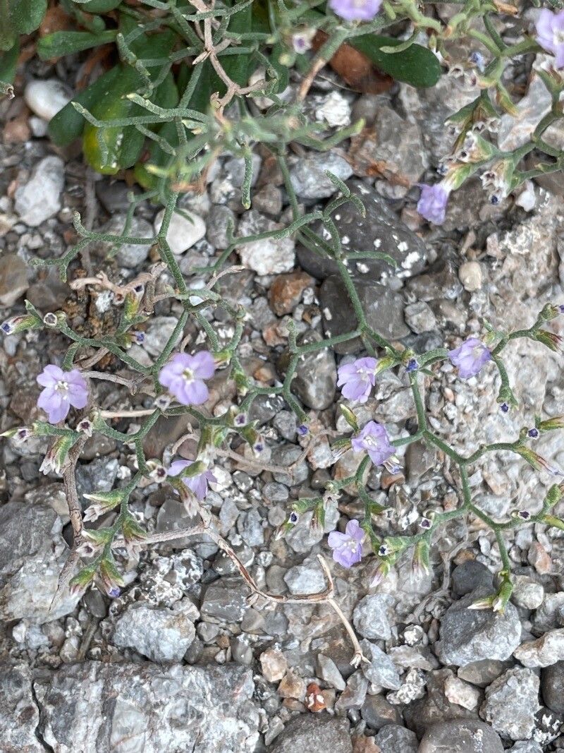 Limonium cancellatum flower