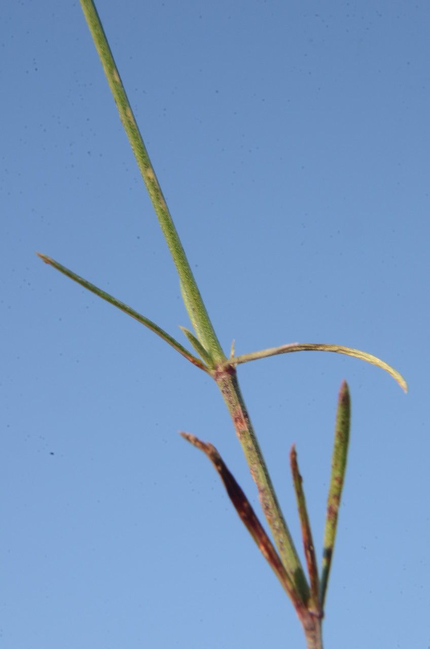 Asperula aristata leaf