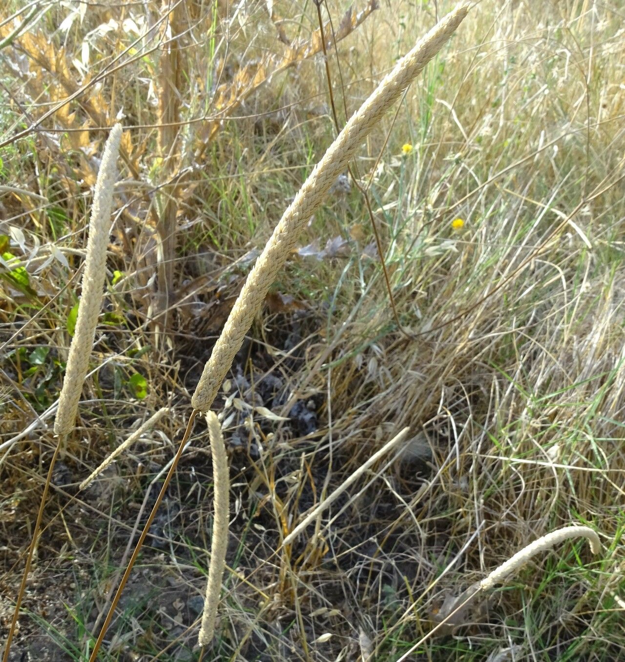 Phleum subulatum fruit