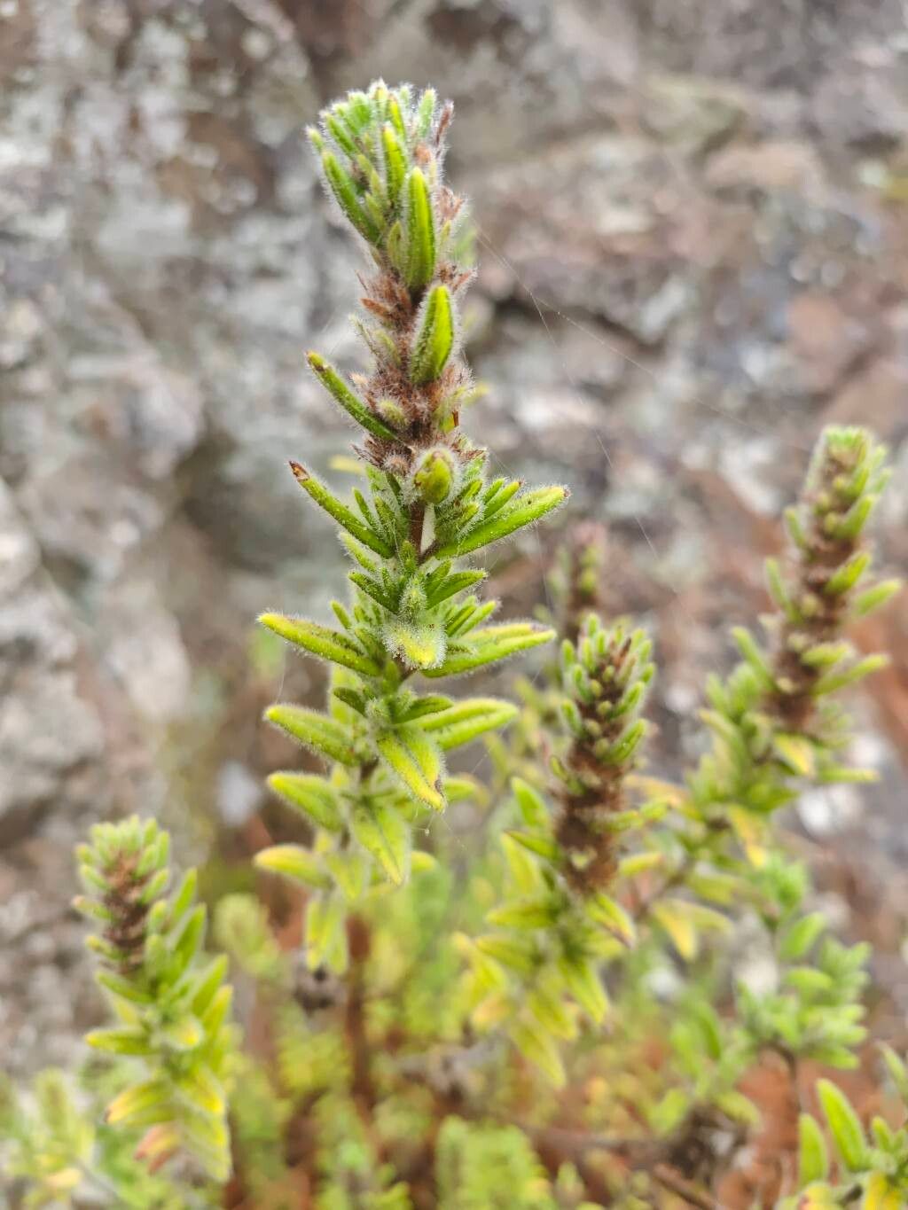 Micromeria pineolens — houseplant care guide