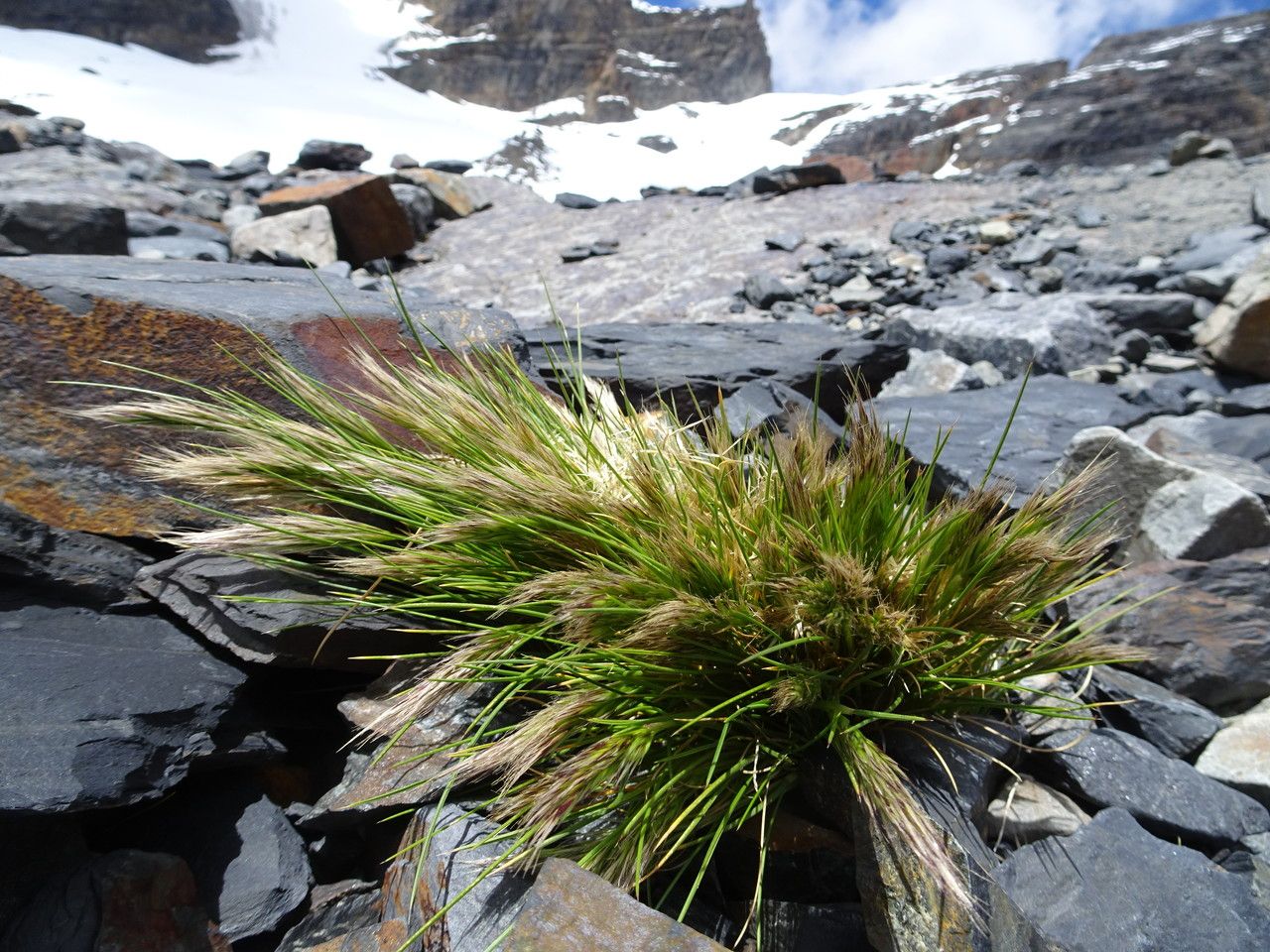 Dielsiochloa floribunda habit