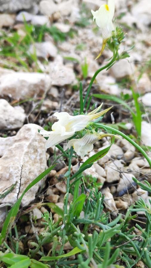 Linaria depauperata — search result for 'Linaria'