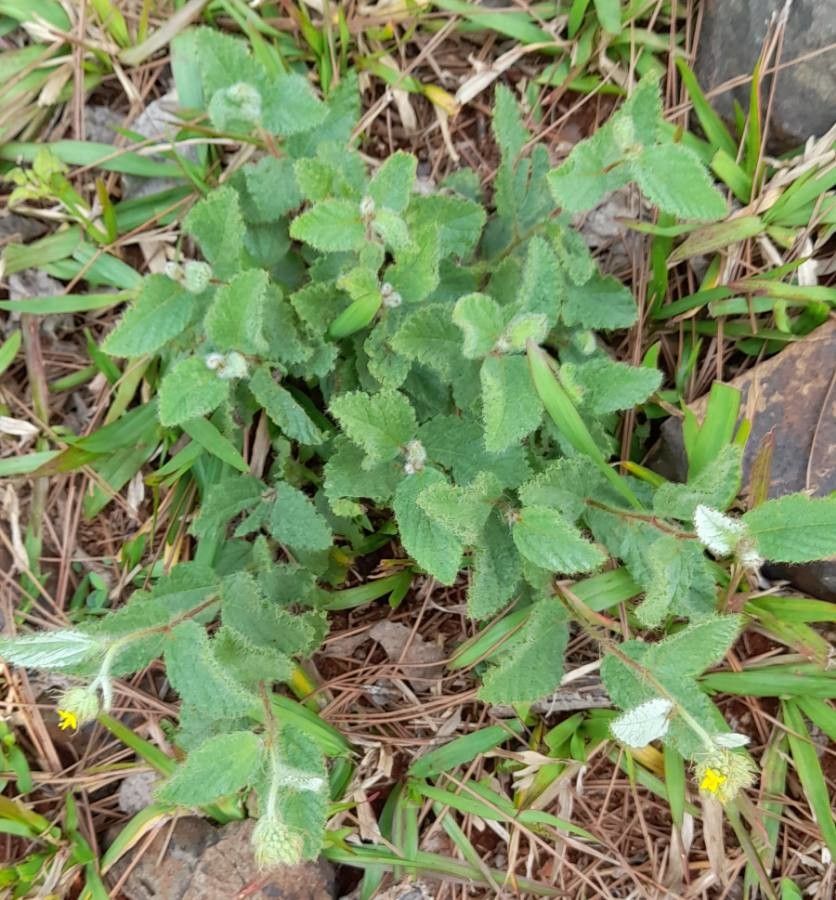 Waltheria communis habit