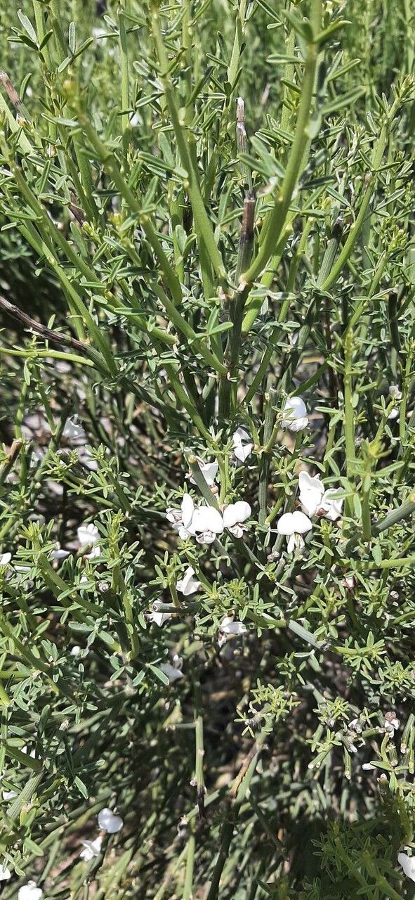 Cytisus multiflorus flower