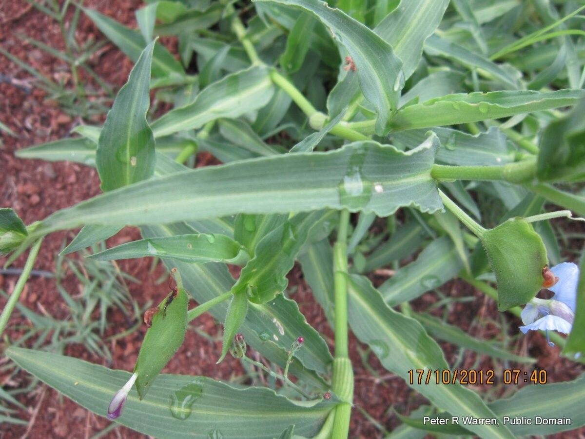 Commelina eckloniana — houseplant care guide