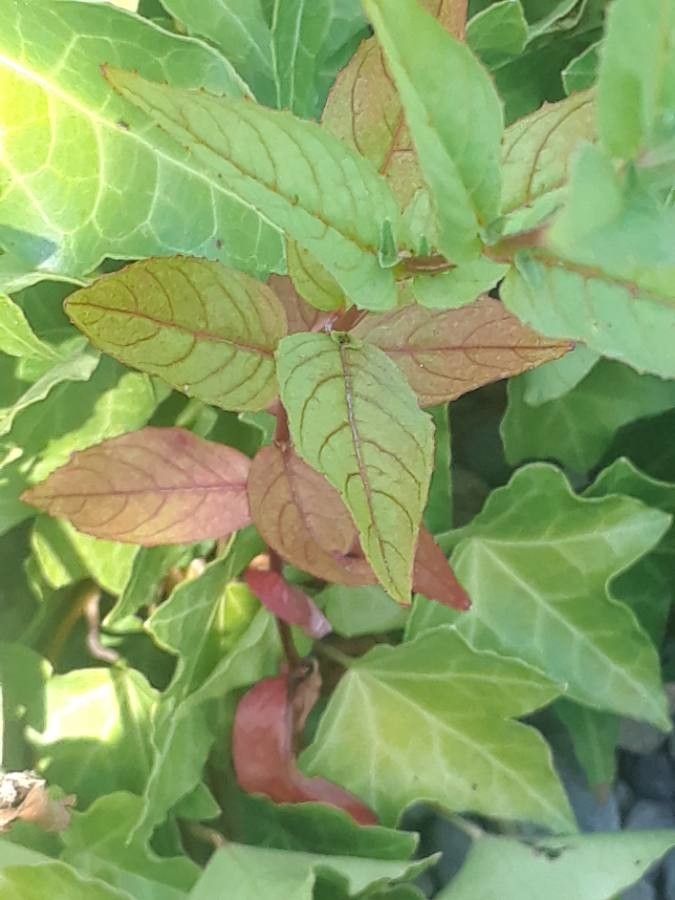 Epilobium oreganum — search result for 'Epilobium'