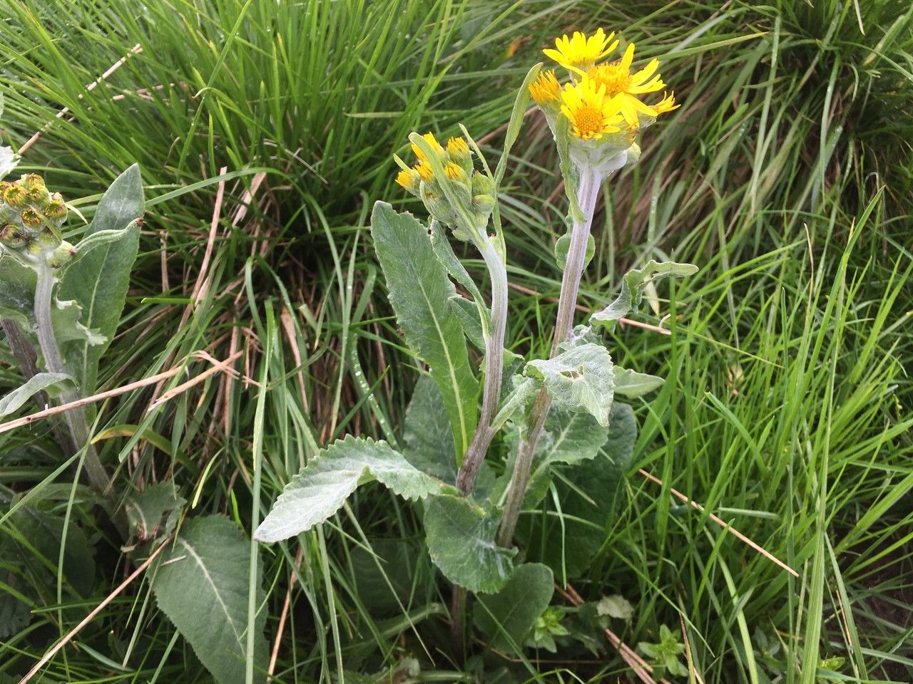 Tephroseris helenitis flower
