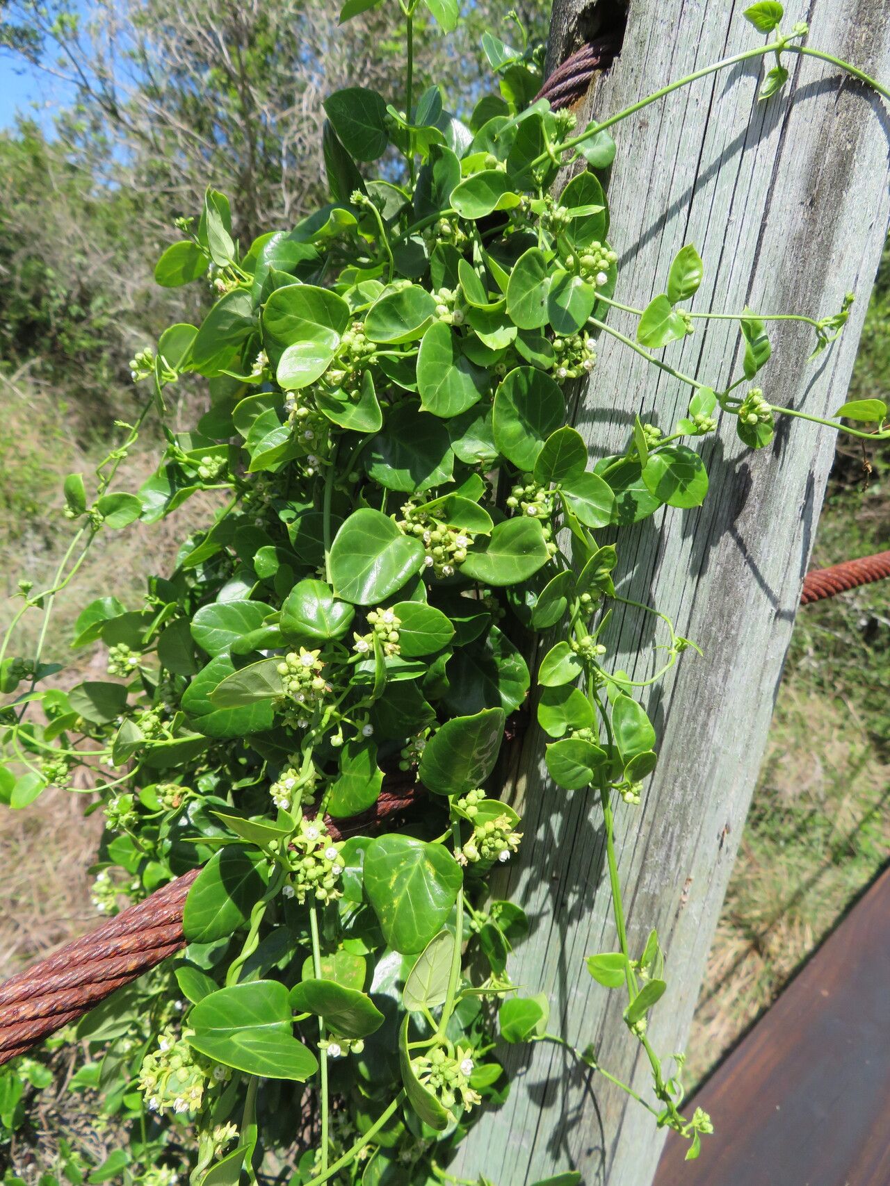 Cynanchum obtusifolium — search result for 'Cynanchum'