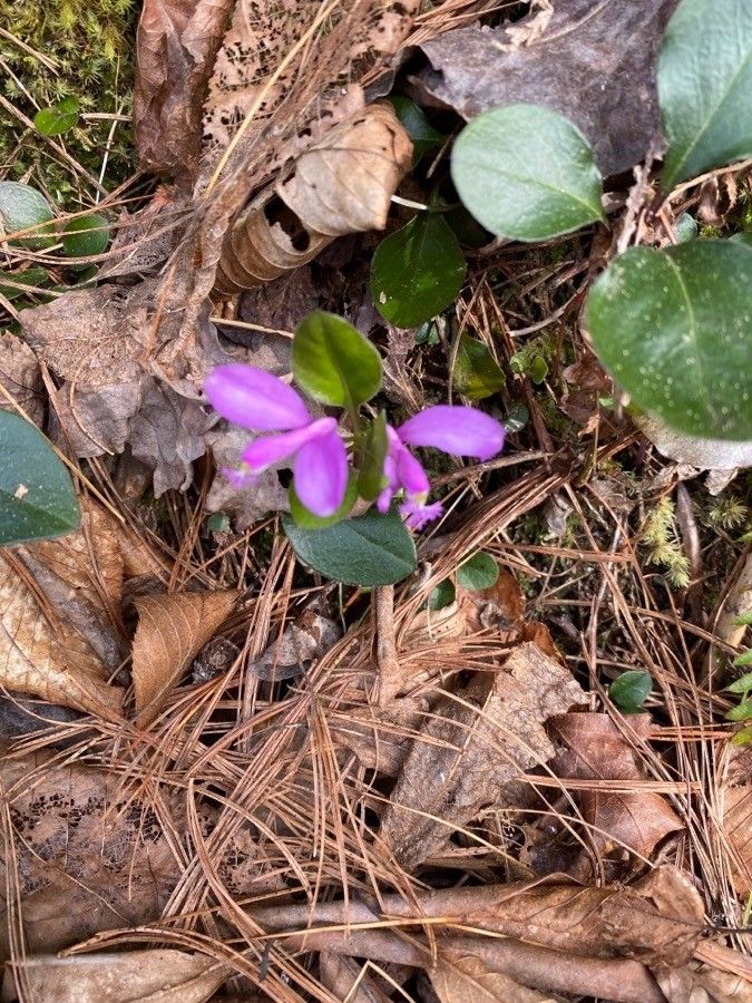 Polygala paucifolia flower