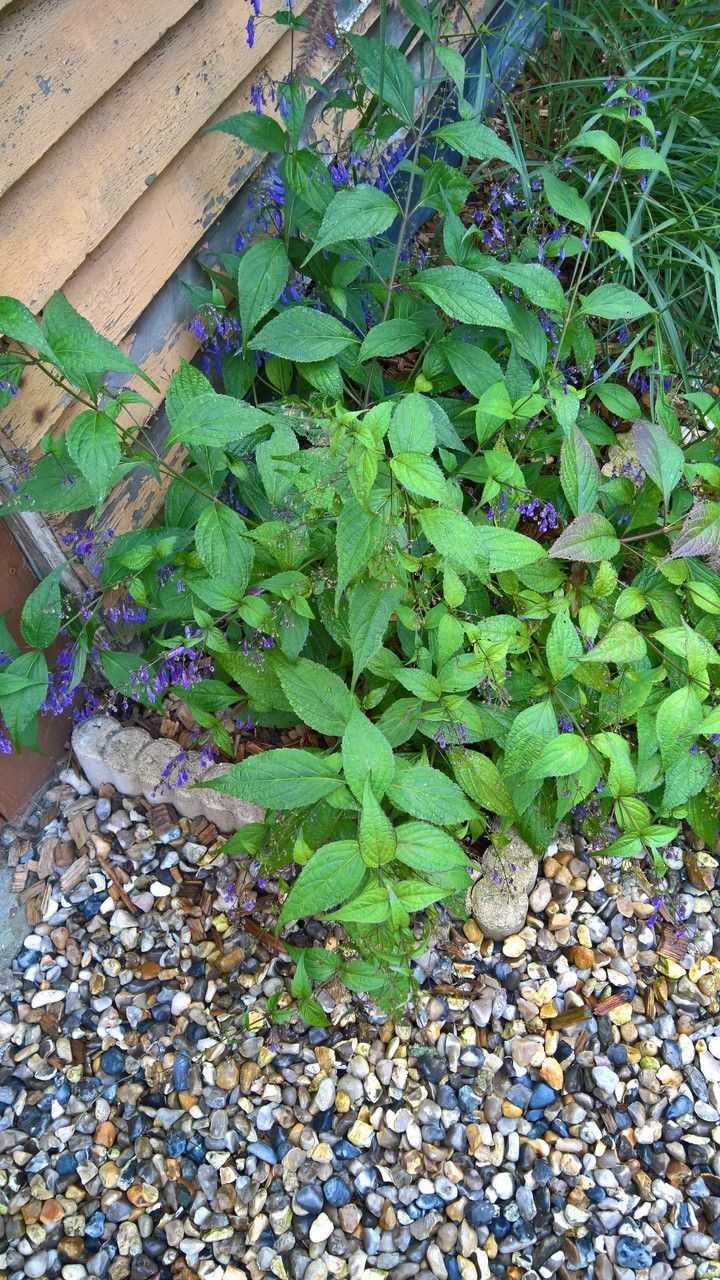 Isodon effusus habit