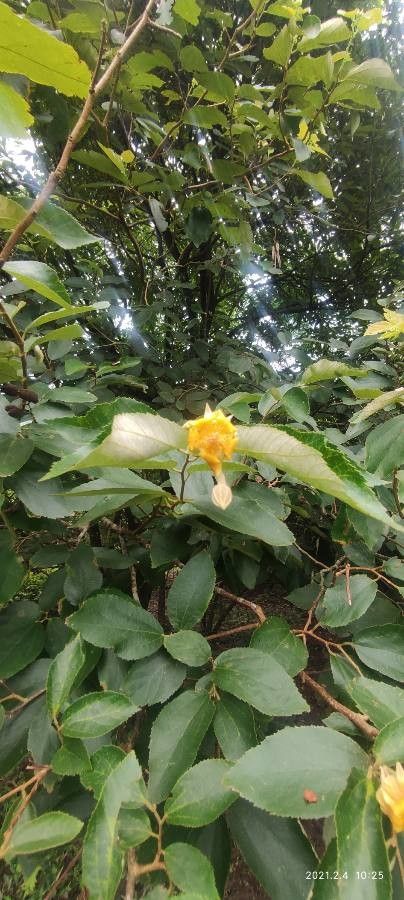 Dillenia ovata flower