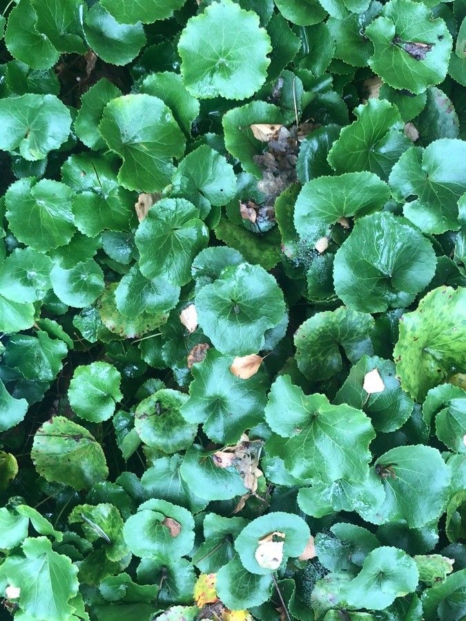 Galax urceolata — houseplant care guide