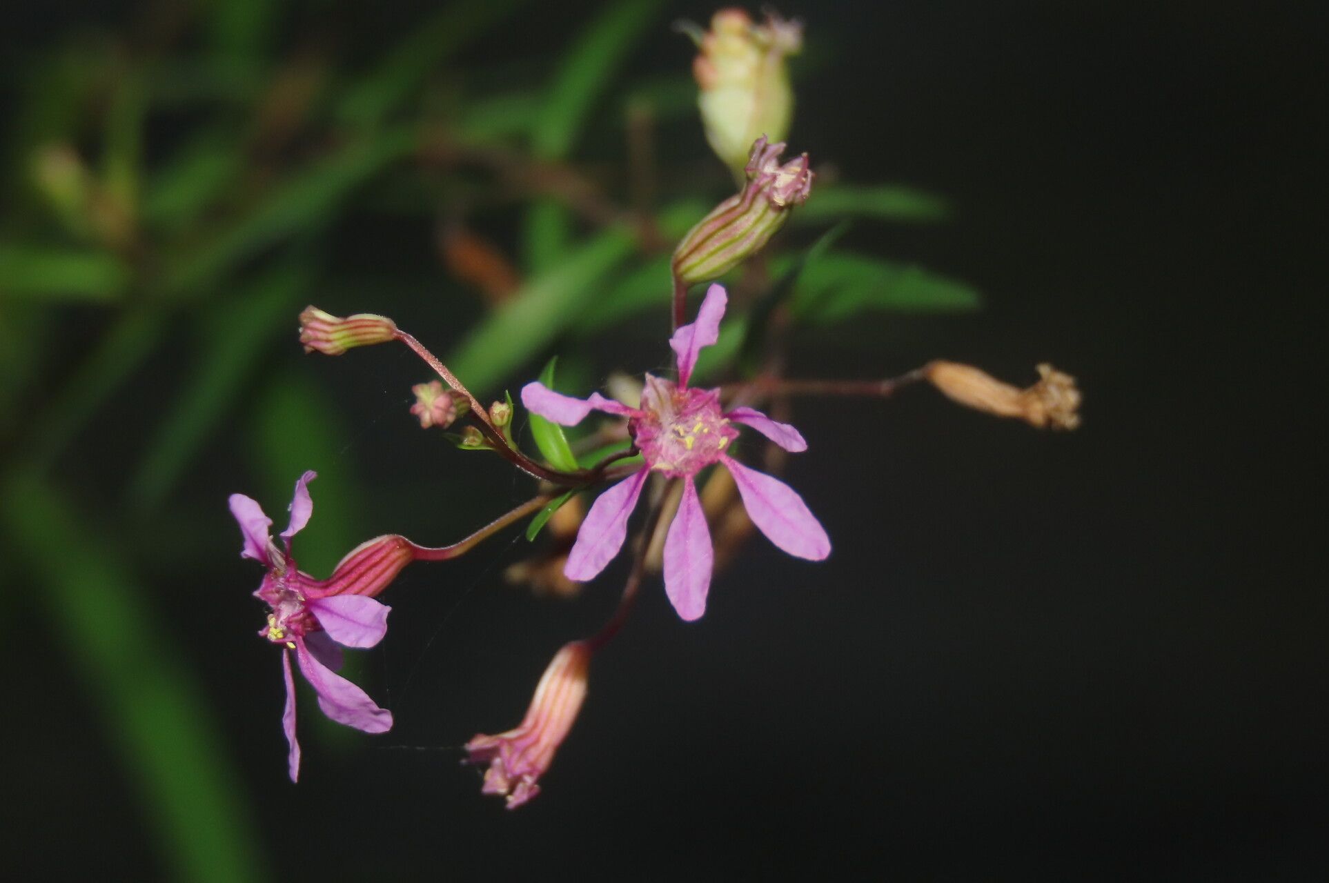 Cuphea utriculosa flower