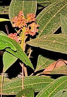 Miconia melastomoides — houseplant care guide